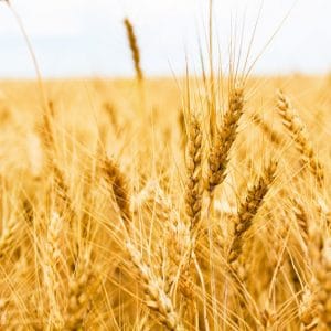 agricola